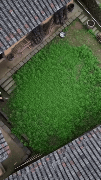 雑草対策スプレーの作用を示すアニメーション