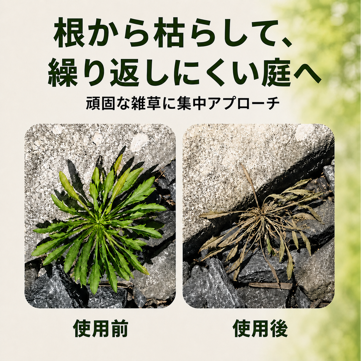 雑草対策の使用前と使用後